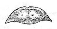 Appearance and specific structure of Awu